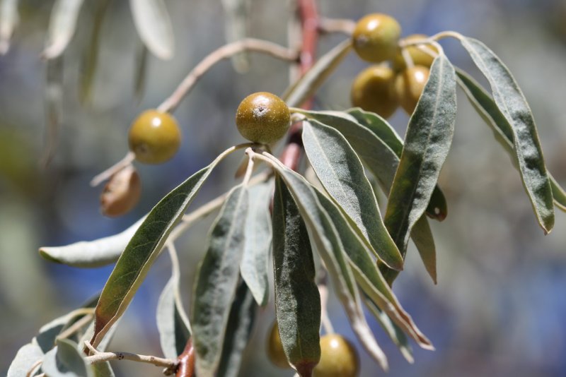 Лох, Джида (Elaeagnus)