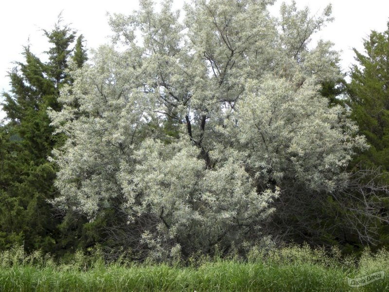 Лох узколистный (Elaeagnus angustifolia)