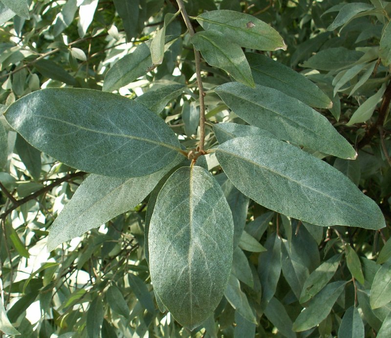 Elaeagnus angustifolia