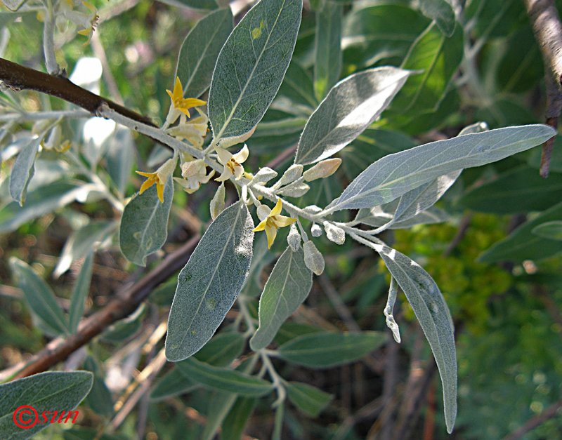 Ива лохолистная Elaeagnus