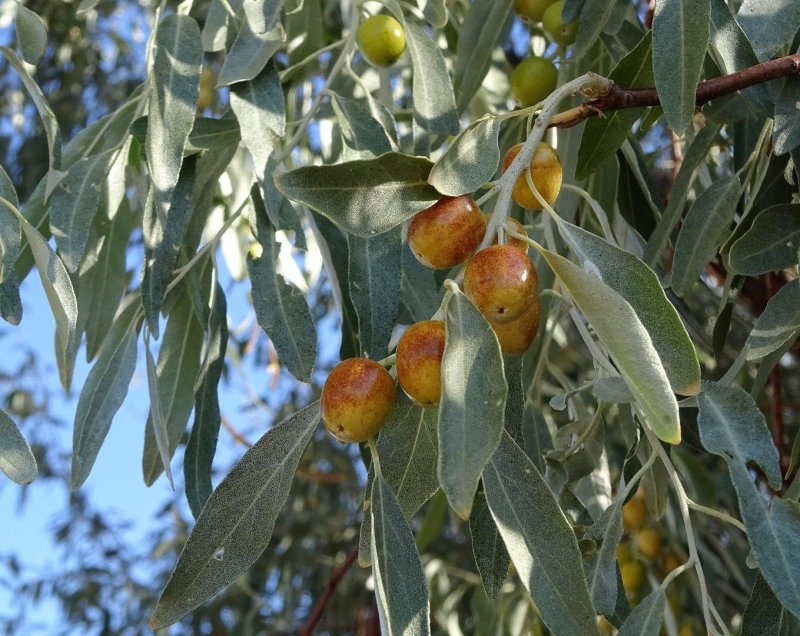 Elaeagnus angustifolia