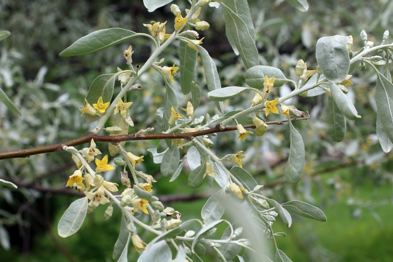 Elaeagnus orientalis
