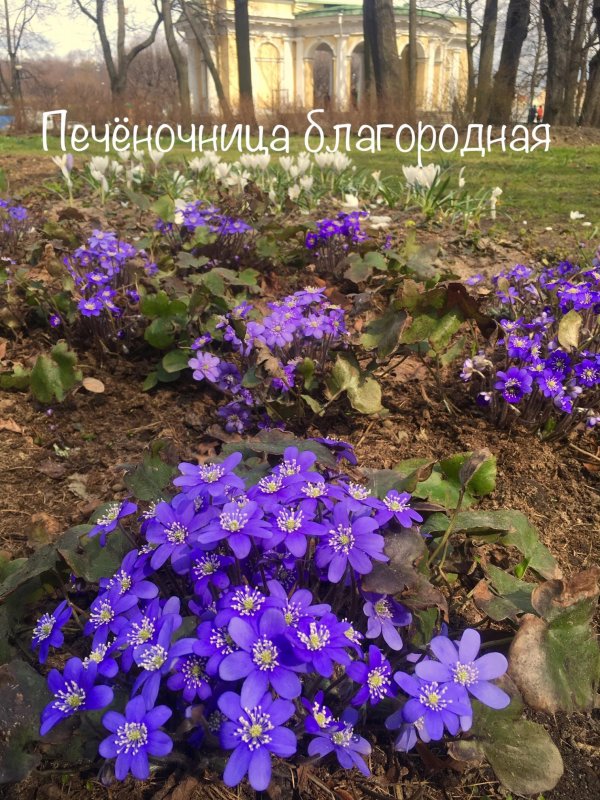 Печеночница синее сокровище