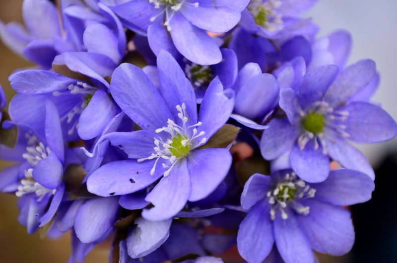 Печеночница благородная (hepatica Nobilis)