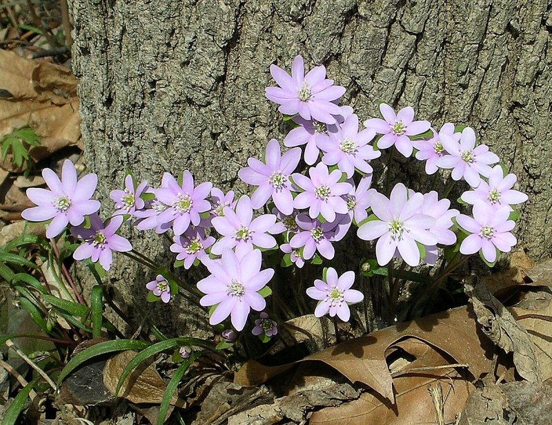 Печеночница Nobilis