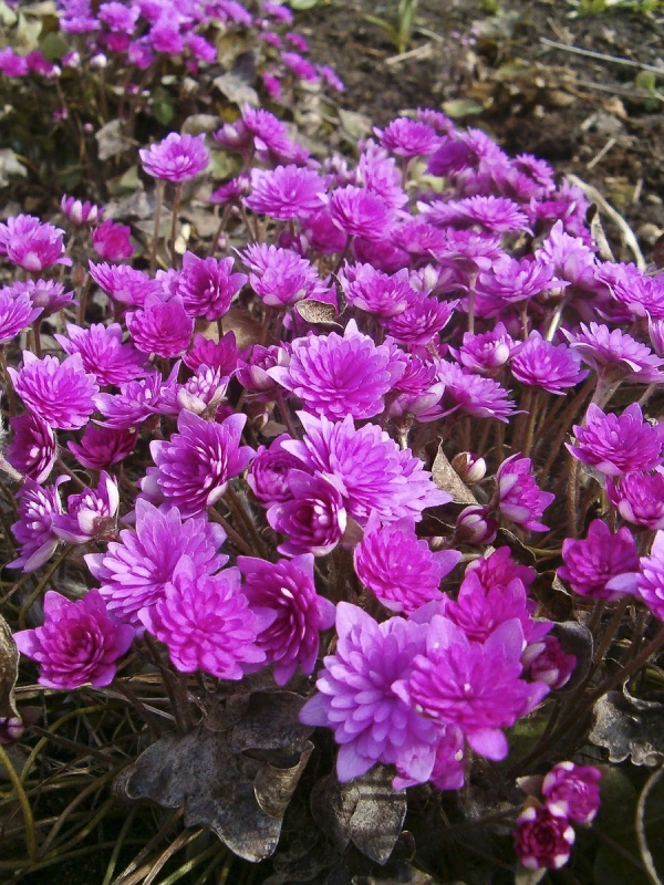 Печеночница благородная - hepatica Nobilis rosea Plena