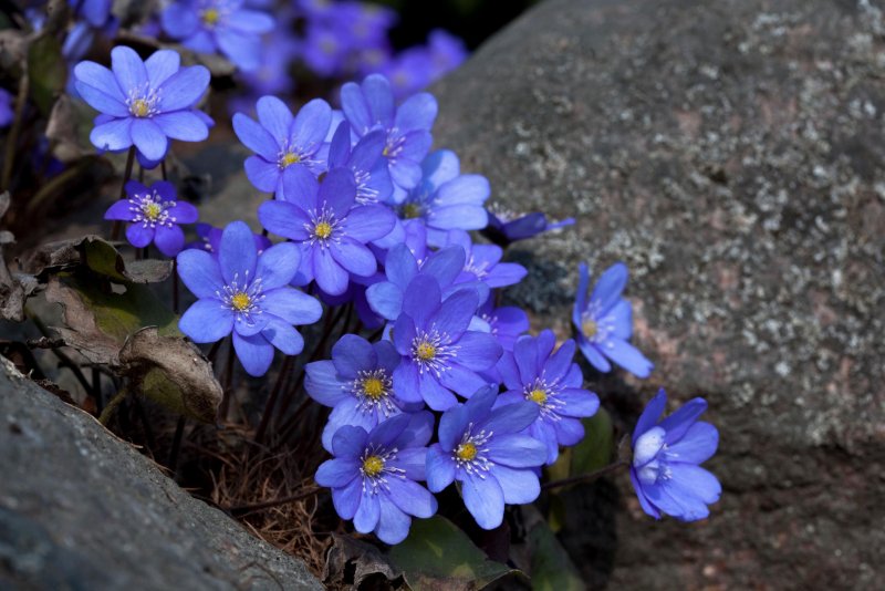 Печеночница трансильванская hepatica transsylvanica