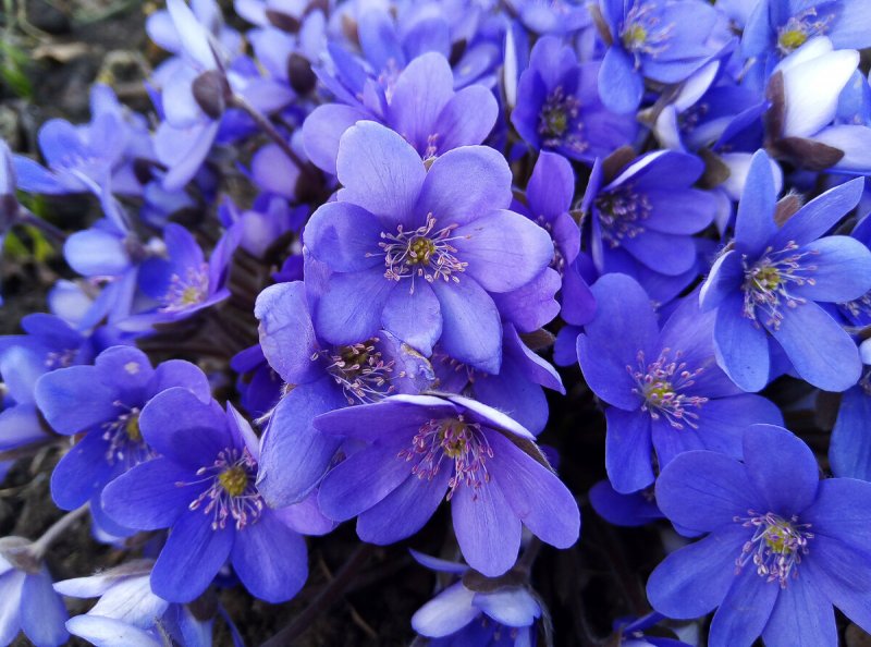 Печеночница благородная (hepatica Nobilis)