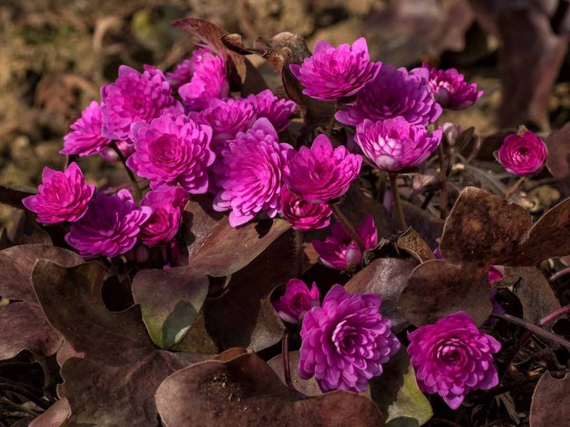 Печеночница hepatica Nobilis