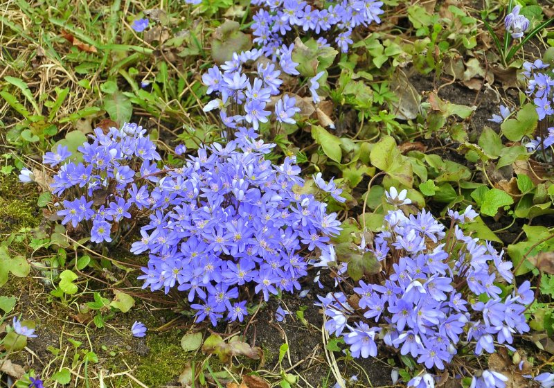 Печёночница (hepatica Nobilis) i