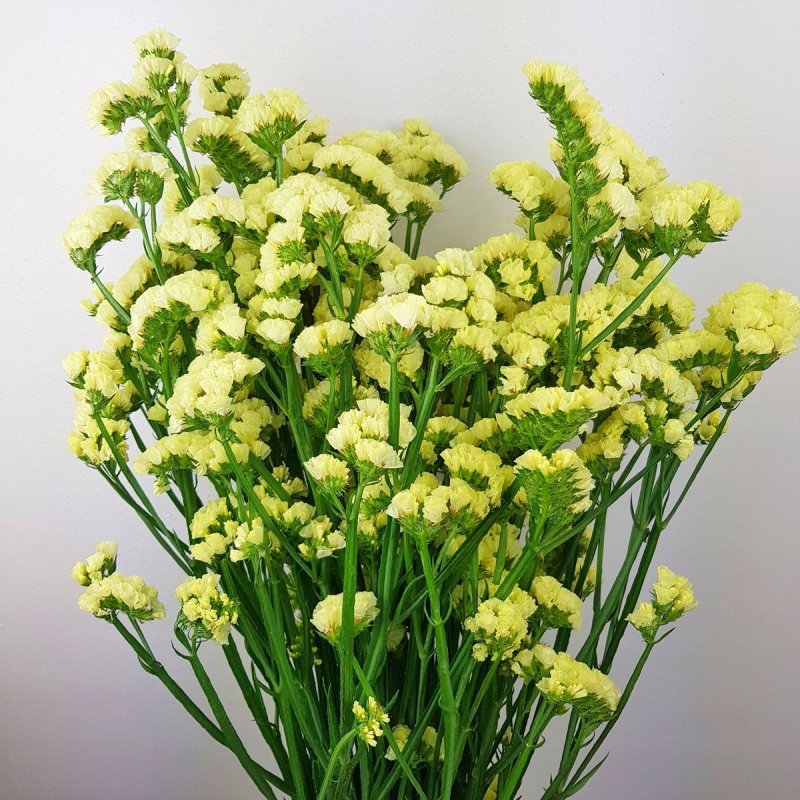 Статица цветы