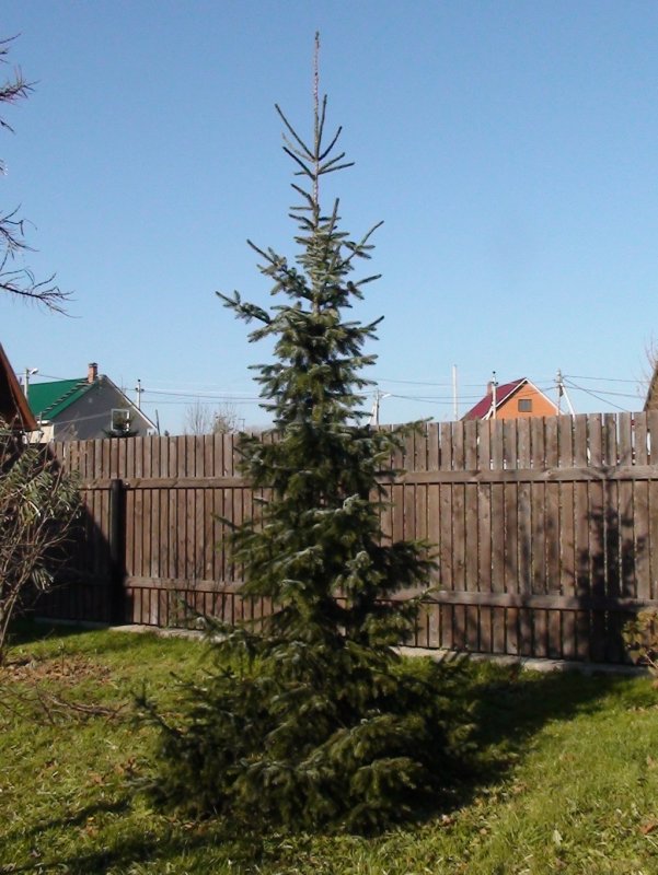 Ель Сербская в ландшафте