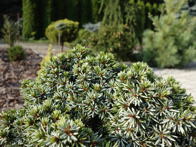 Picea omorika Alexandra