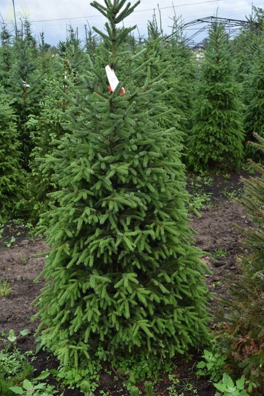 Ель Сербская Picea