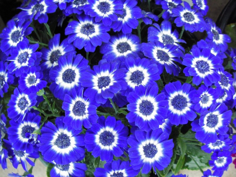 Цинерария Приморская (Senecio cineraria)