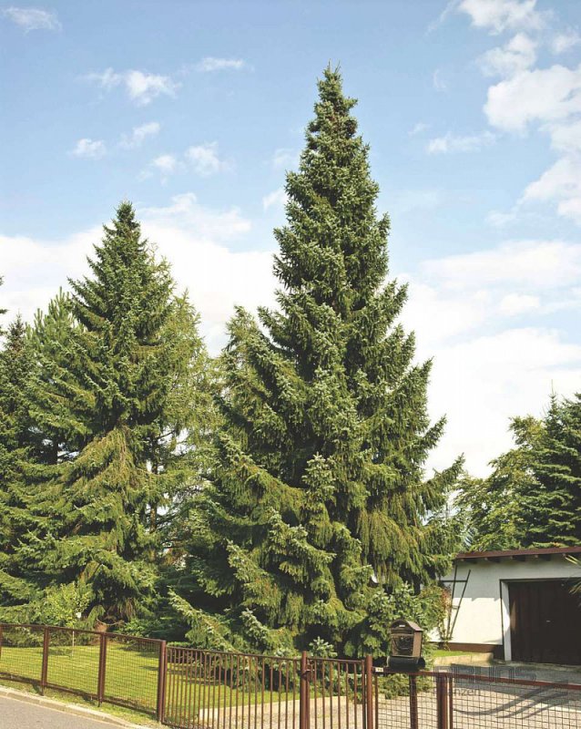 Ель Сербская Picea Оморика