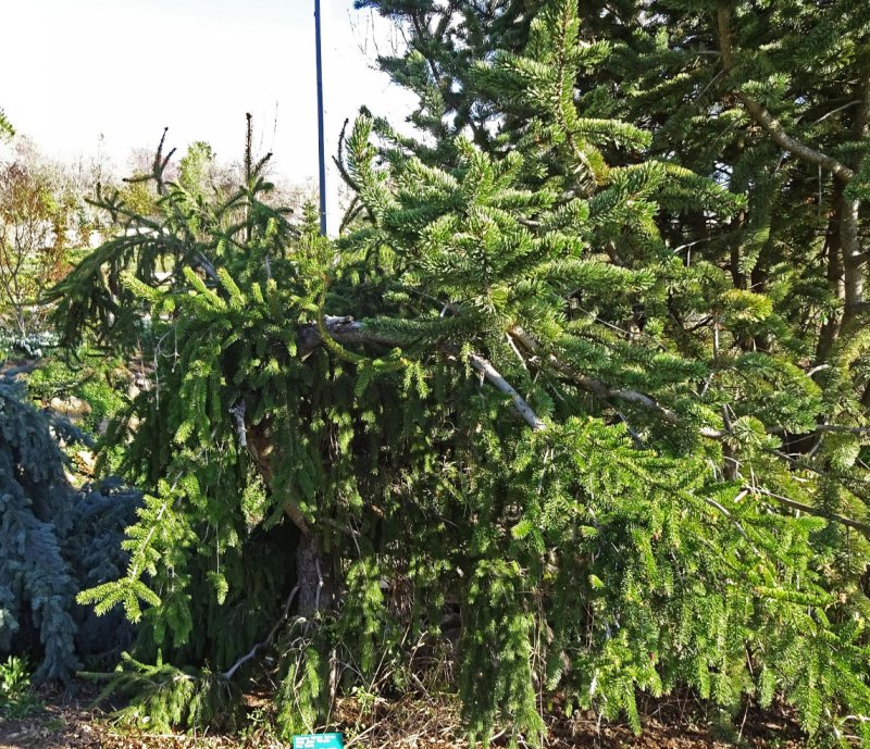 Picea omorika pendula