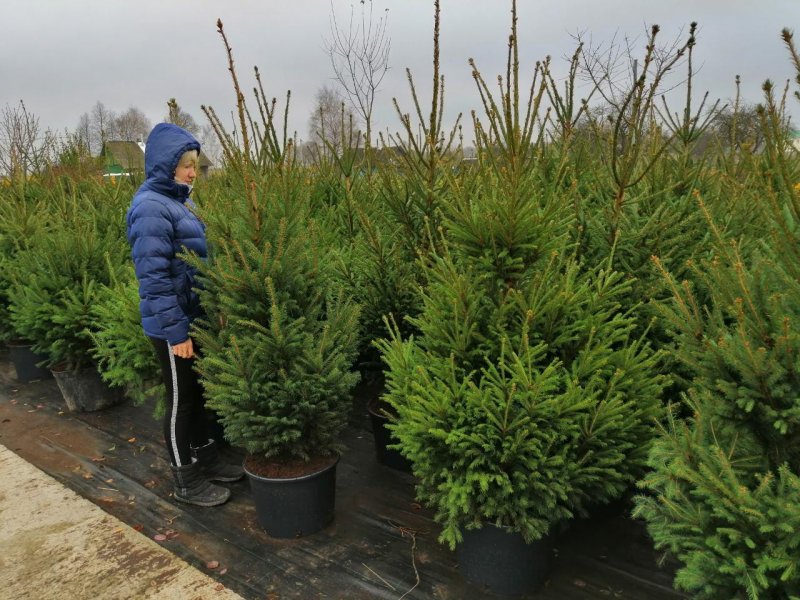 Picea omorika Silberblau