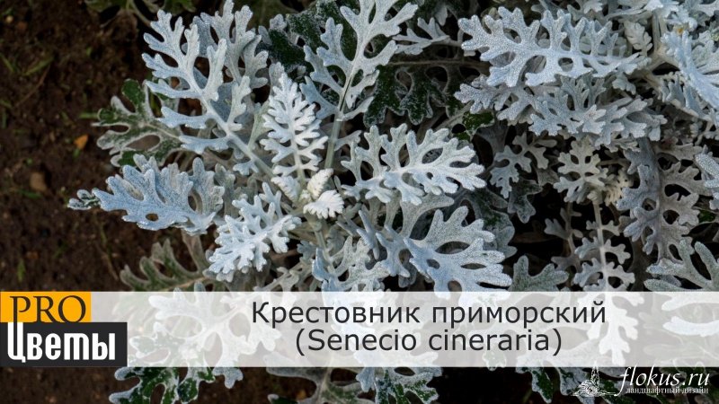 Цинерария Приморская cineraria maritima