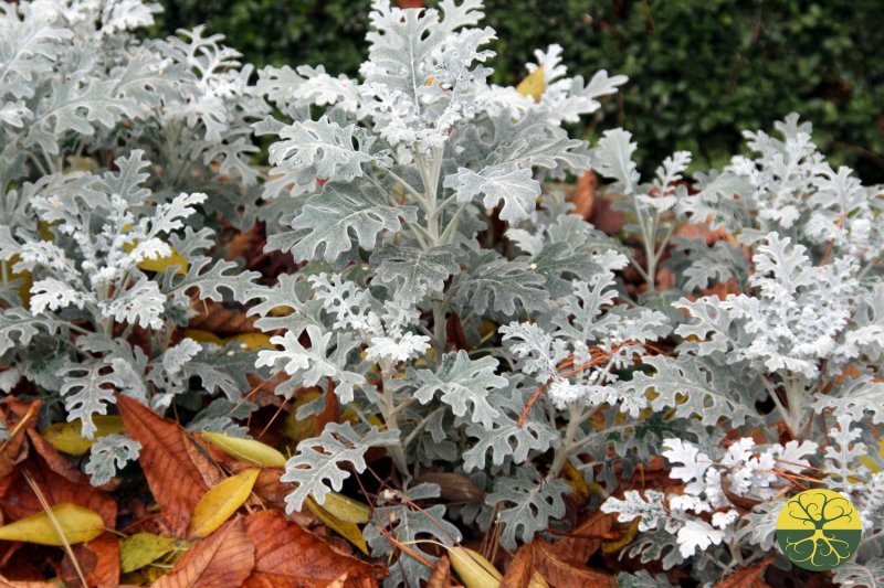Цинерария Приморская cineraria maritima