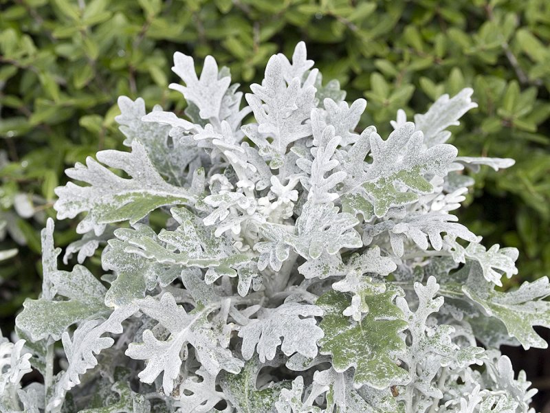 Цинерария silverdust Silvery Gray Leaf