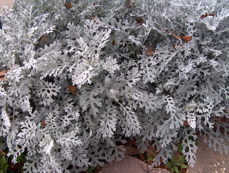Цинерария серебристая Dusty Miller