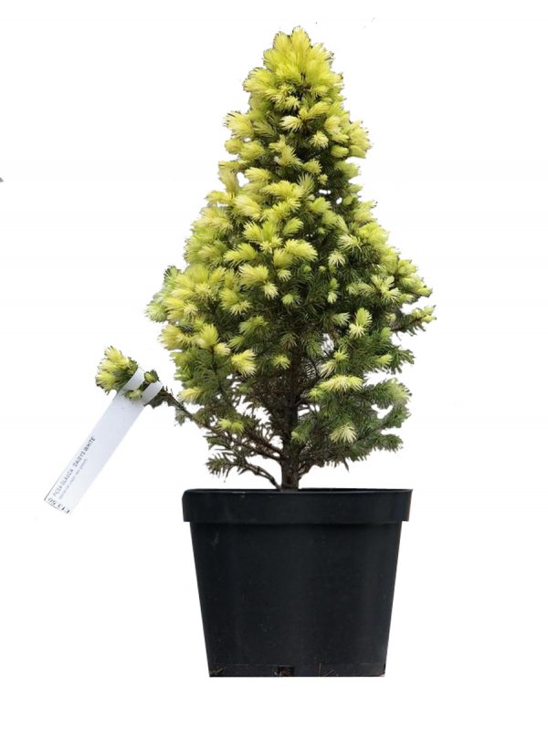 Ель - Picea omorika de Ruyter