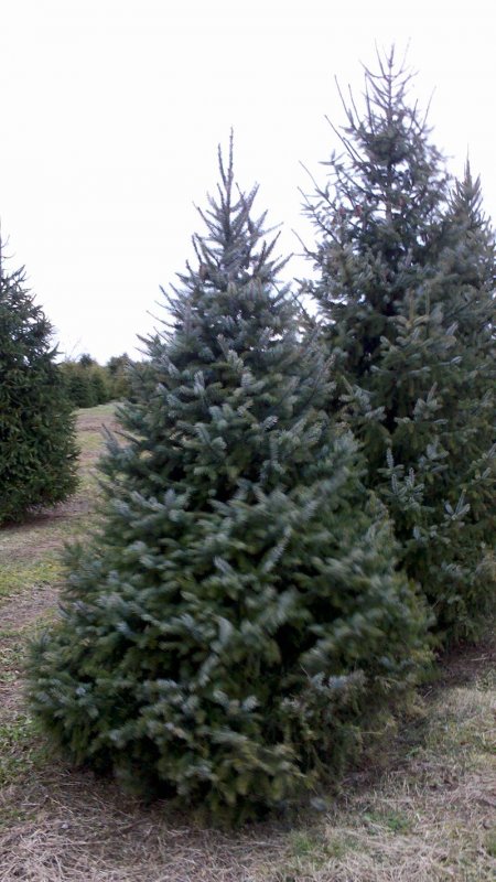 Ель обыкновенная Picea Abies p9