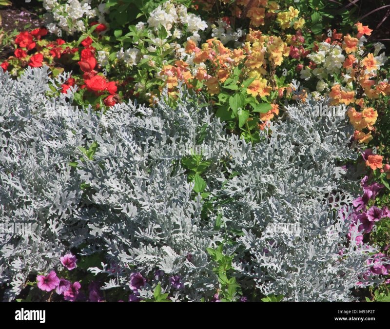 Цинерария Приморская (Senecio cineraria)