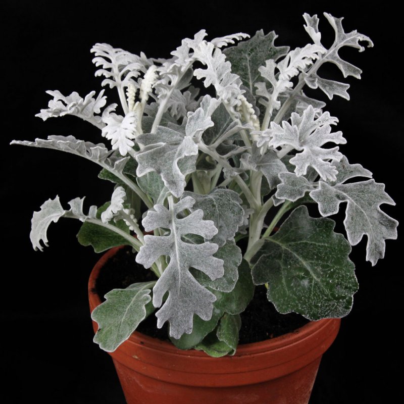Цинерария серебристая Dusty Miller