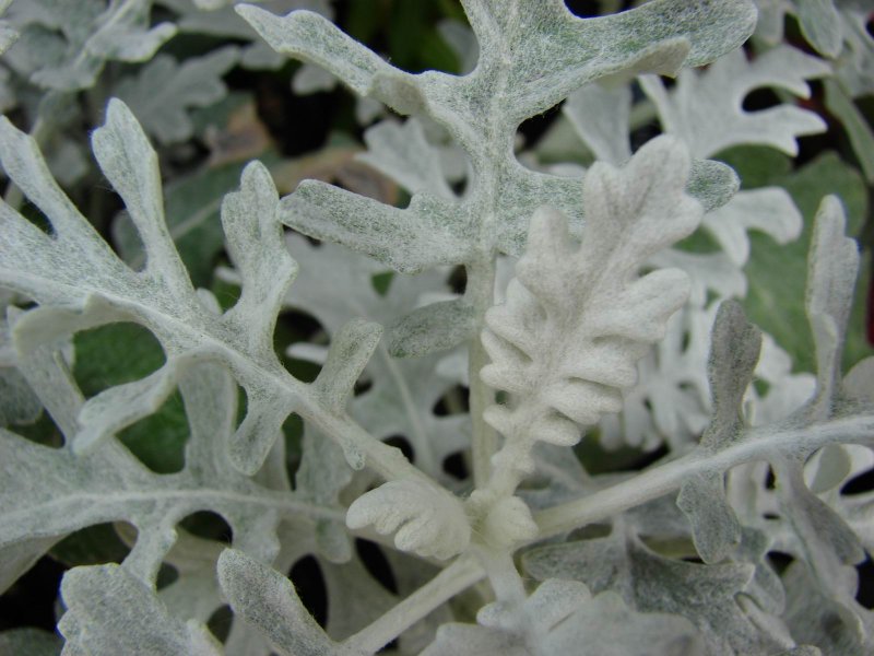 Silver foliage