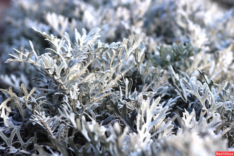 Цинерария Приморская (Senecio cineraria)