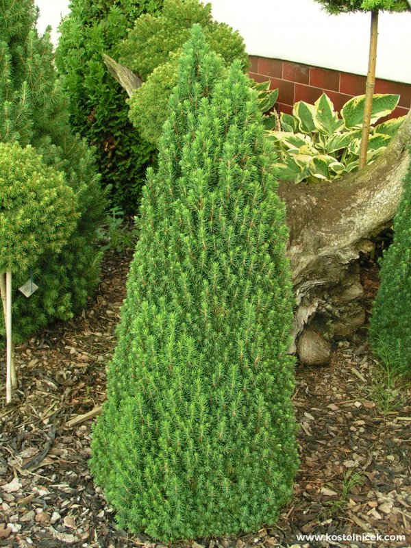Picea omorika Silberblau