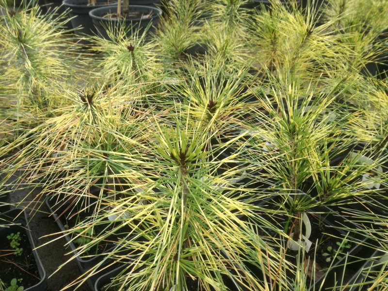 Ель Waldbrunn