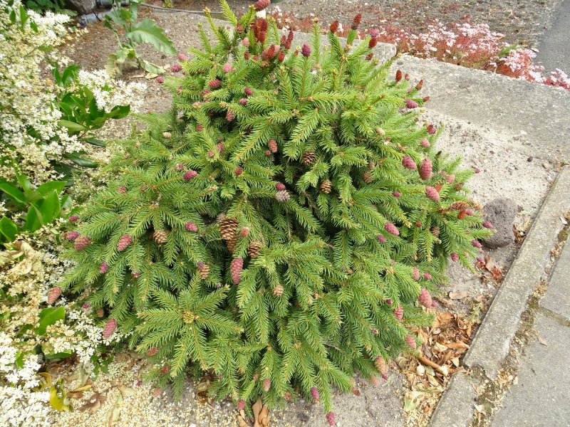 Ель Сербская Picea omorika