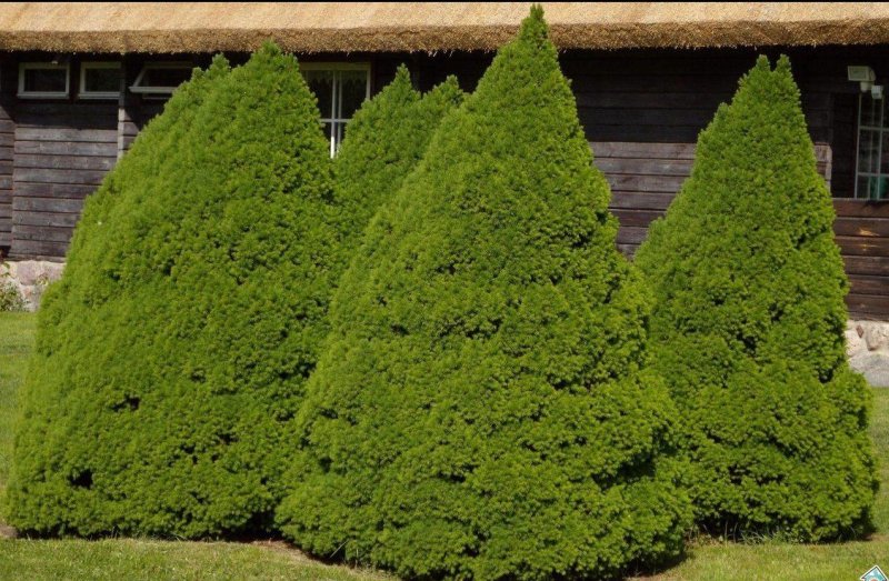 Ель канадская Дейзи Вайт (Picea glauca Daisy's White)