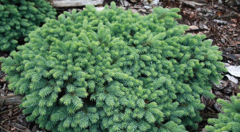 Шишки Picea omorika