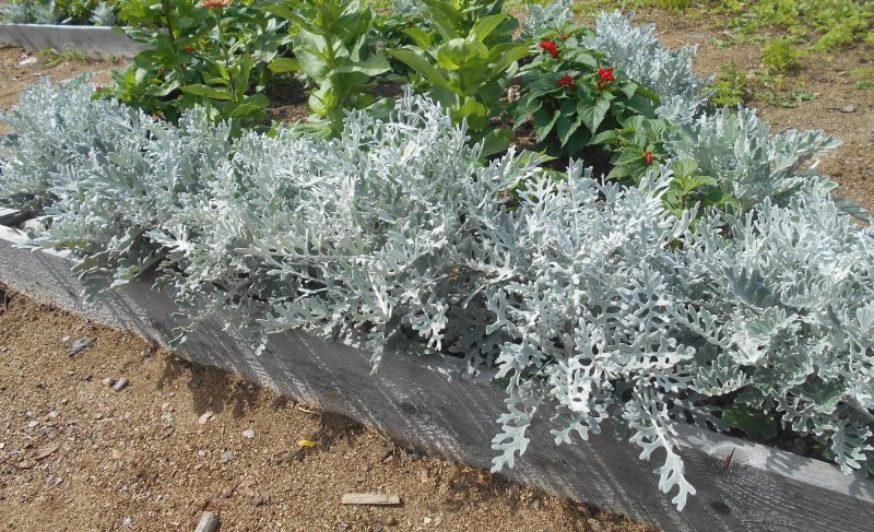 Цинерария серебристая Dusty Miller