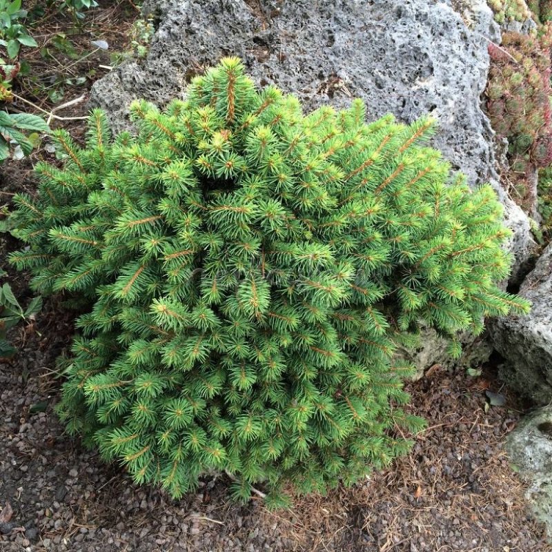 Picea omorika Miriam