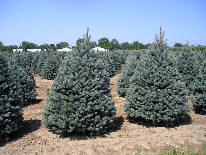 Ель канадская Дейзи Вайт (Picea glauca Daisy's White)