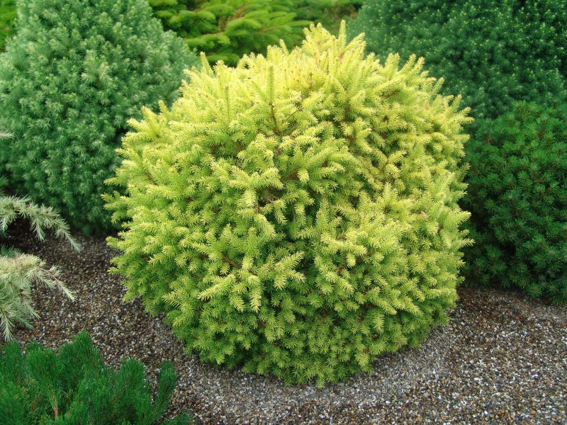Шишки Picea omorika