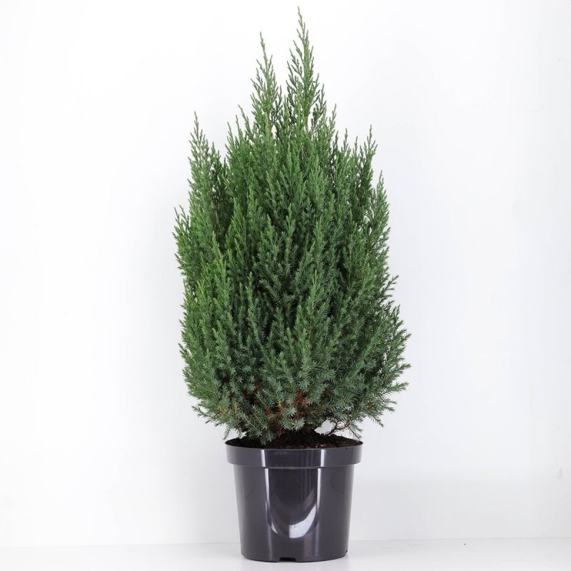 Picea glauca Vanilla Ice