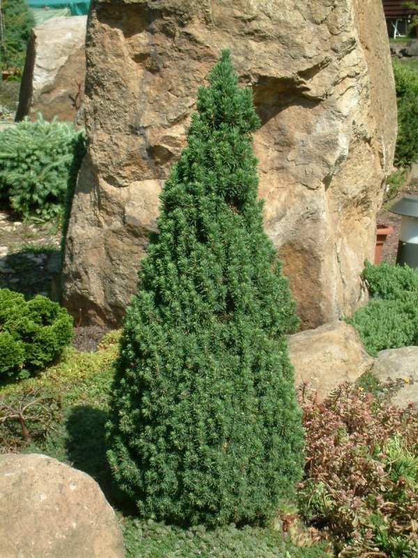 Ель Сербская Picea omorika