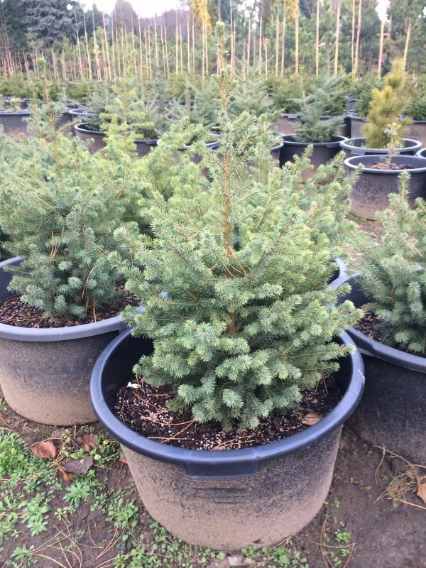Picea Abies 'Widłak'