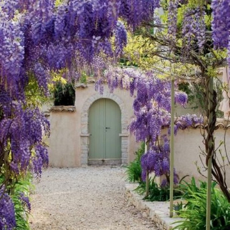 Wisteria sinensis Глициния китайская