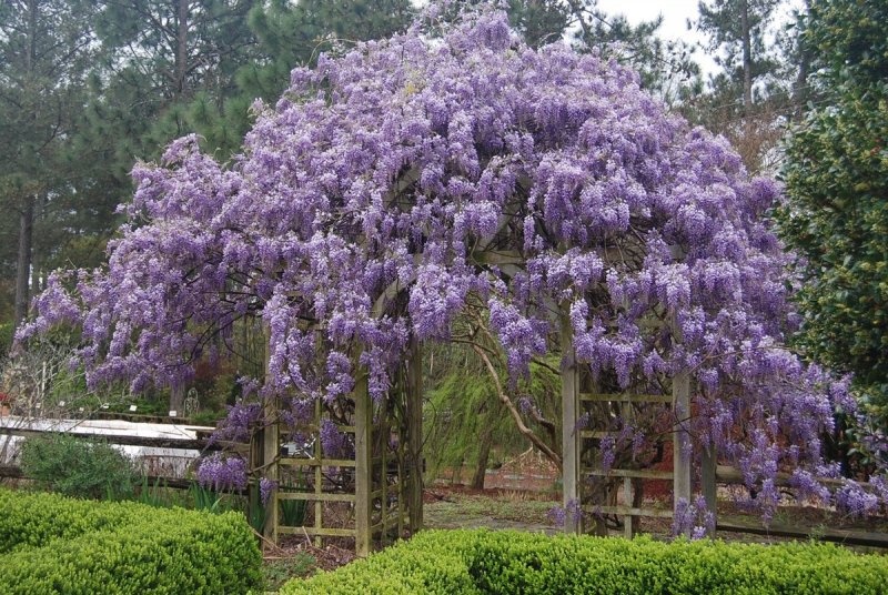 Глициния Wisteria sinensis