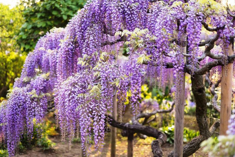 Глициния Wisteria sinensis prolific