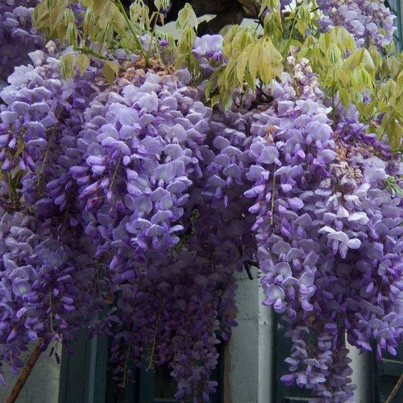 Глициния Wisteria floribunda