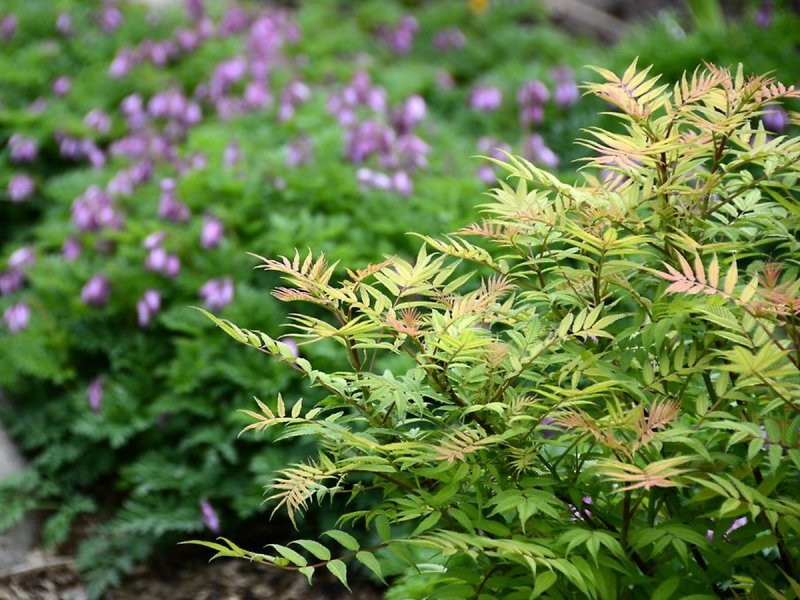 Волжанка двудомная Sylvestris