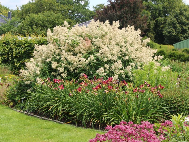 Волжанка двудомная (Aruncus dioicus)